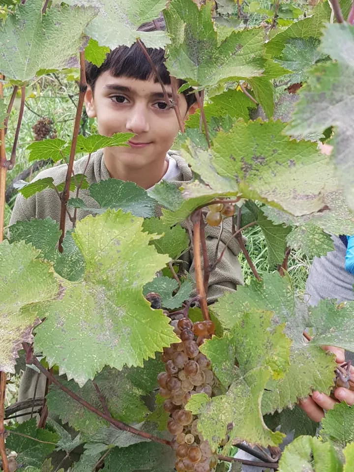 Vine leaves