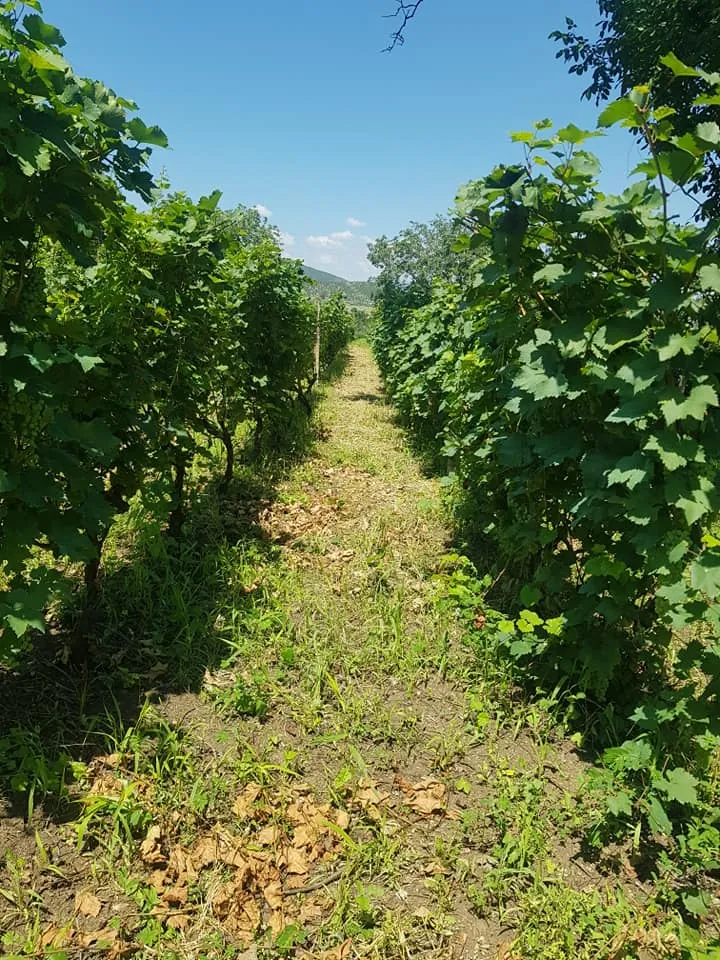 Vineyard rows, Khatissopeli
